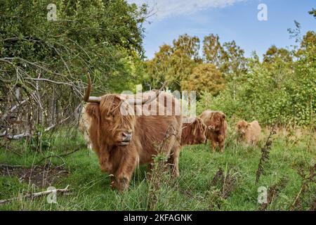 Hochlandrinder Stockfoto