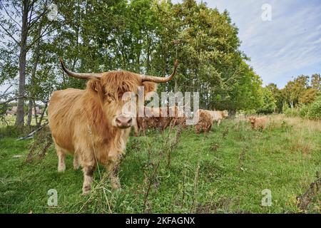 Hochlandrinder Stockfoto