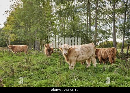 Hochlandrinder Stockfoto