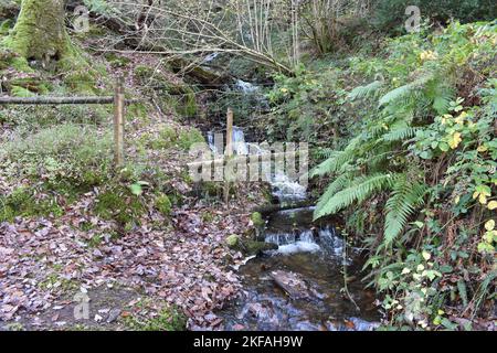 Bach, Wasserfall Coed Felinrhyd, Snowdonia National Park, Nordwales Stockfoto