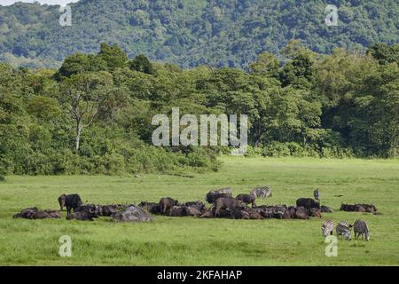 Zebras und Afrikanischer Büffel im Nationalpark Stockfoto