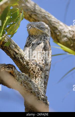 Great Potoo Stockfoto