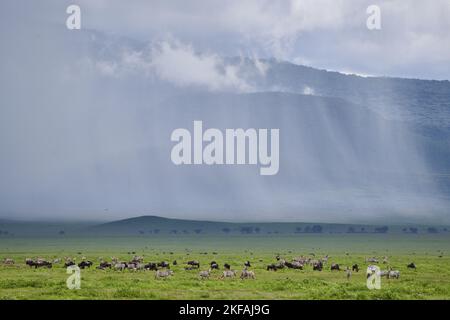 Zebras und Blue Wildebeest im Nationalpark Stockfoto