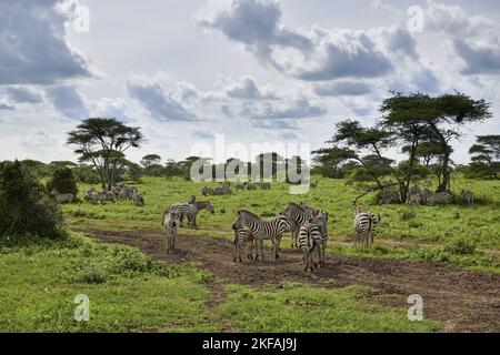 Zebras im Nationalpark Stockfoto