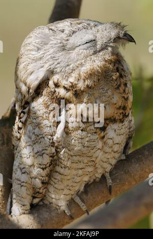 Great Potoo Stockfoto