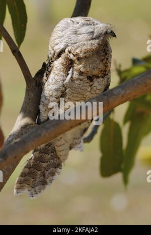 Great Potoo Stockfoto