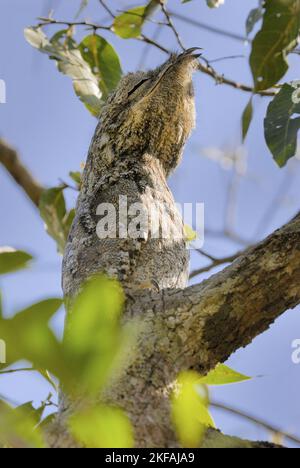 Great Potoo Stockfoto