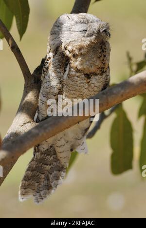 Great Potoo Stockfoto