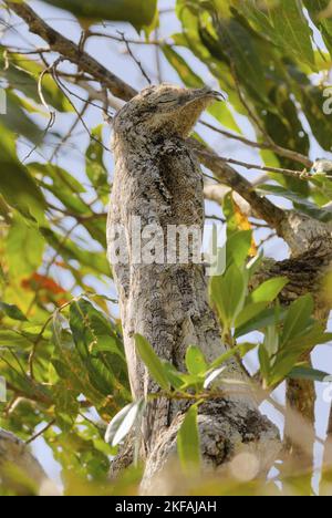 Great Potoo Stockfoto