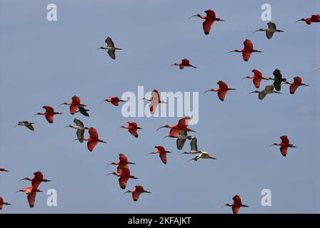 Fliegende Vogelschar Stockfoto