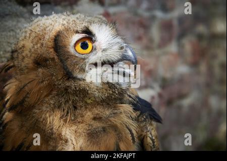 Eurasische Adler-Eule-Porträt Stockfoto