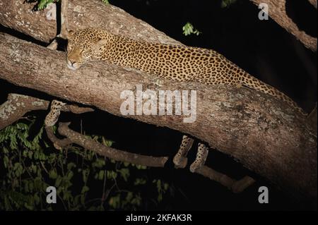 Leopard Stockfoto