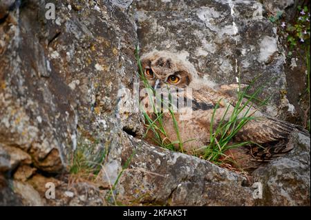 junger Uhu Stockfoto