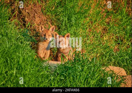 Zwei Rotfuchs-Welpen Stockfoto