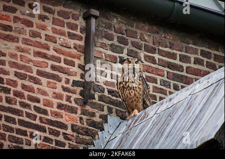 die Eule sitzt auf dem Dach Stockfoto