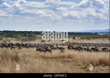 östliche Weißbärtige Gnus Stockfoto