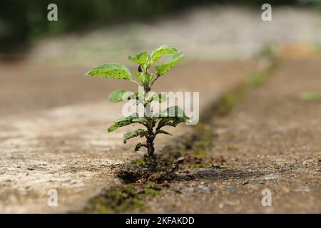 Keimling einer heiligen Basilikum- oder Tulsi-Pflanze, die aus einem konkreten Glaubensbegriff hervorgegangen ist, wird Basilikum als Heilpflanze verwendet Stockfoto