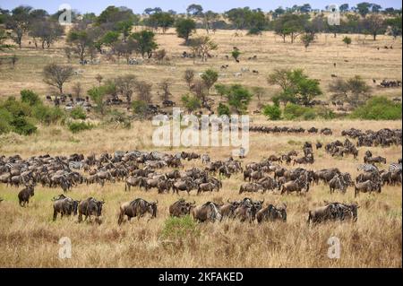 östliche Weißbärtige Gnus Stockfoto