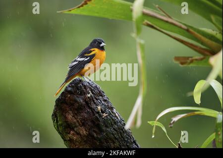 Baltimore oriole Stockfoto