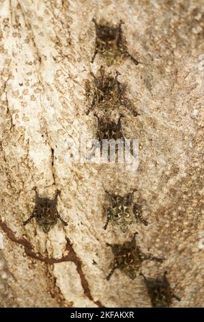 Brasilianische Langnasen-Fledermäuse Stockfoto