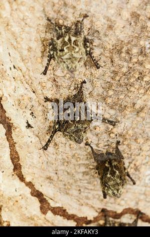 Brasilianische Langnasen-Fledermäuse Stockfoto