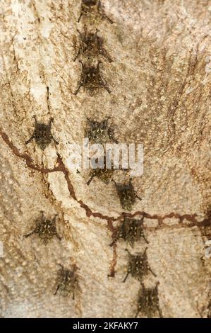 Brasilianische Langnasen-Fledermäuse Stockfoto