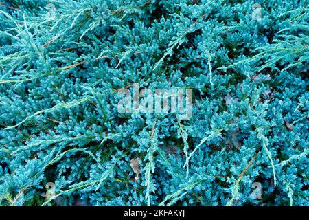 Schuppiger Wacholder, blauer Wacholder, kriechend, Juniperus squamata „Blauer Teppich“, schöne Sorte, Juniperus „Blauer Teppich“ Stockfoto