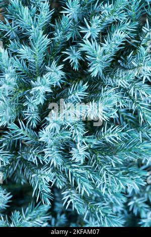 Schuppiger Juniper Juniperus squamata „Blue Star“ Stockfoto