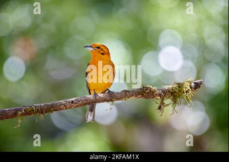 Flammenfarbiger Tangare Stockfoto