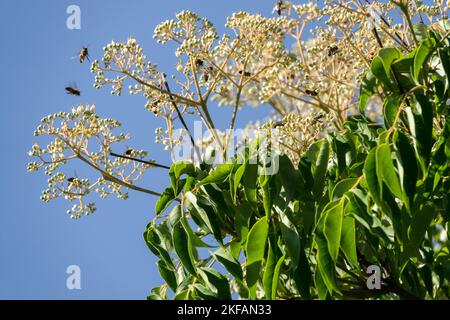 Blumen Tetradium daniellii Bienenbaum Spätsommer lockt Bienen Honigpflanze Tetradium Bloom Korean Evodia blühende Euodia Stockfoto