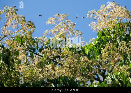 Tetradium daniellii, Bienenbaum, koreanische Evodia, blühender Baum, späte Sommerpflanze locken Bienenblumen an Stockfoto