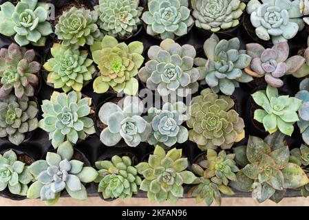 Auf einem Blumenmarkt wurden viele Sukkulenten von Echeveria elegans, Echeveria, Sedum, Graptopetalum (leatherpetal) eingetopft Stockfoto