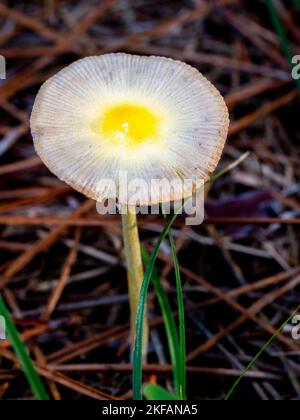 Selektiver Fokus von Bolbitius titubans oder Bolbitius vitellinus Pilz auf einem Waldboden mit verschwommenem Hintergrund Stockfoto