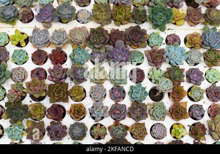 Auf einem Blumenmarkt wurden viele Sukkulenten von Echeveria elegans, Echeveria, Sedum, Graptopetalum (leatherpetal) eingetopft Stockfoto