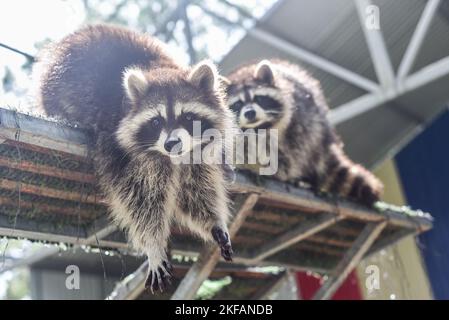 Grauer Waschbär, der das Essen aus nächster Nähe fragt Stockfoto