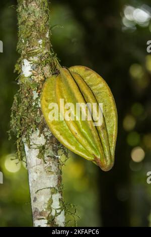 Carambola, auch Sternfrucht genannt, ist die Frucht von Averrhoa carambola, einer Baumart, die im tropischen Südostasien beheimatet ist und auf Banos ECU fotografiert wurde Stockfoto