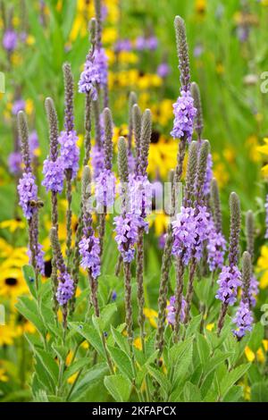 Hoary Vervain, Verbena stricta, Garten, Verbena Blooming, Stauden, Pflanzen Stockfoto