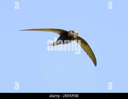 Gewöhnlicher Mauersegler im Flug gegen den Himmel Stockfoto