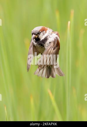 Haussperling im Flug Stockfoto