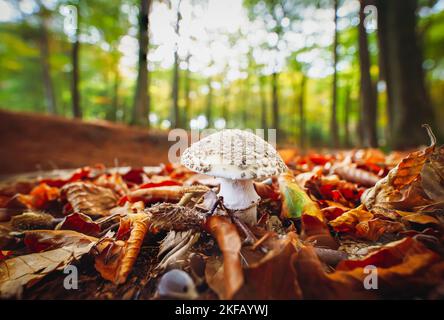 Weißer Pilz mit einer großen Kappe unter den vergilbten Herbstblättern auf dem Hintergrund. Laubwald, Pilze. Giftiger Pilz, seid vorsichtig, Stockfoto