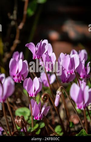 Hübsches Cyclamen hederifolium, das in der Herbstsonne wächst Stockfoto