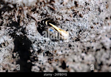 Fiddler-Krabben, die in einer schlammigen Bank leben, im Kayak-Startgebiet am Eastern Shore of Virginia National Wildlife Refuge, Delmarva Peninsula, Stockfoto