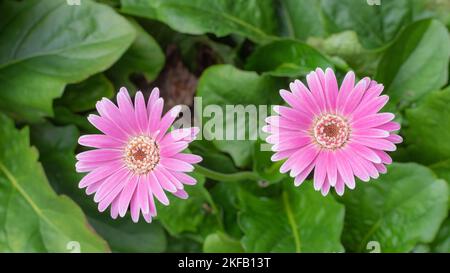 Rosa Gänseblümchen vor einem Hintergrund von üppigen grünen Blättern. Stockfoto