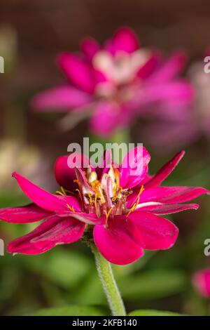 An einem frühen Morgen blüht im Garten tiefrosa. Stockfoto