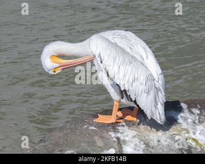 Ein Pelikan mit weißen Federn und orangefarbenen Füßen und Gesicht steht auf einem Felsen und reinigt sich selbst. Stockfoto