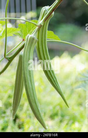 Die essbare Samenschote der Okra-Pflanze, die im Gemüsegarten wächst. Stockfoto