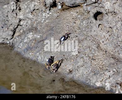 Fiddler-Krabben, die in einer schlammigen Bank leben, im Kayak-Startgebiet am Eastern Shore of Virginia National Wildlife Refuge, Delmarva Peninsula, Stockfoto