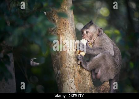 Affe auf Baum, der Banane frisst. Süßer Makak im tropischen Regenwald in Kambodscha. Stockfoto