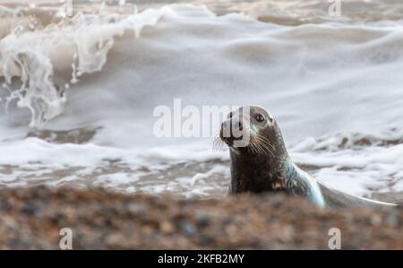 Graue Robbe (Halichoerus grypus) am Ufer Stockfoto