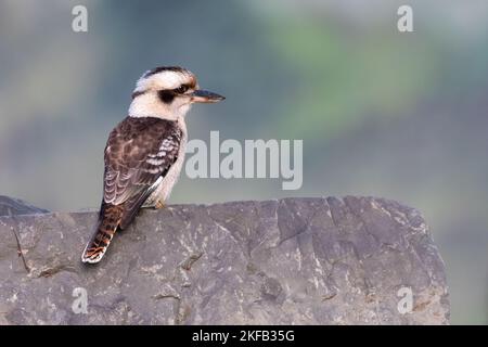 Lachende Kookaburra (Dacelo novaeguineae) auf einem Felsen, NSW, Australien Stockfoto